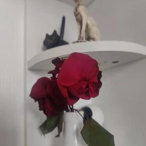 国产乱妇交换做爰XXXⅩ麻豆
